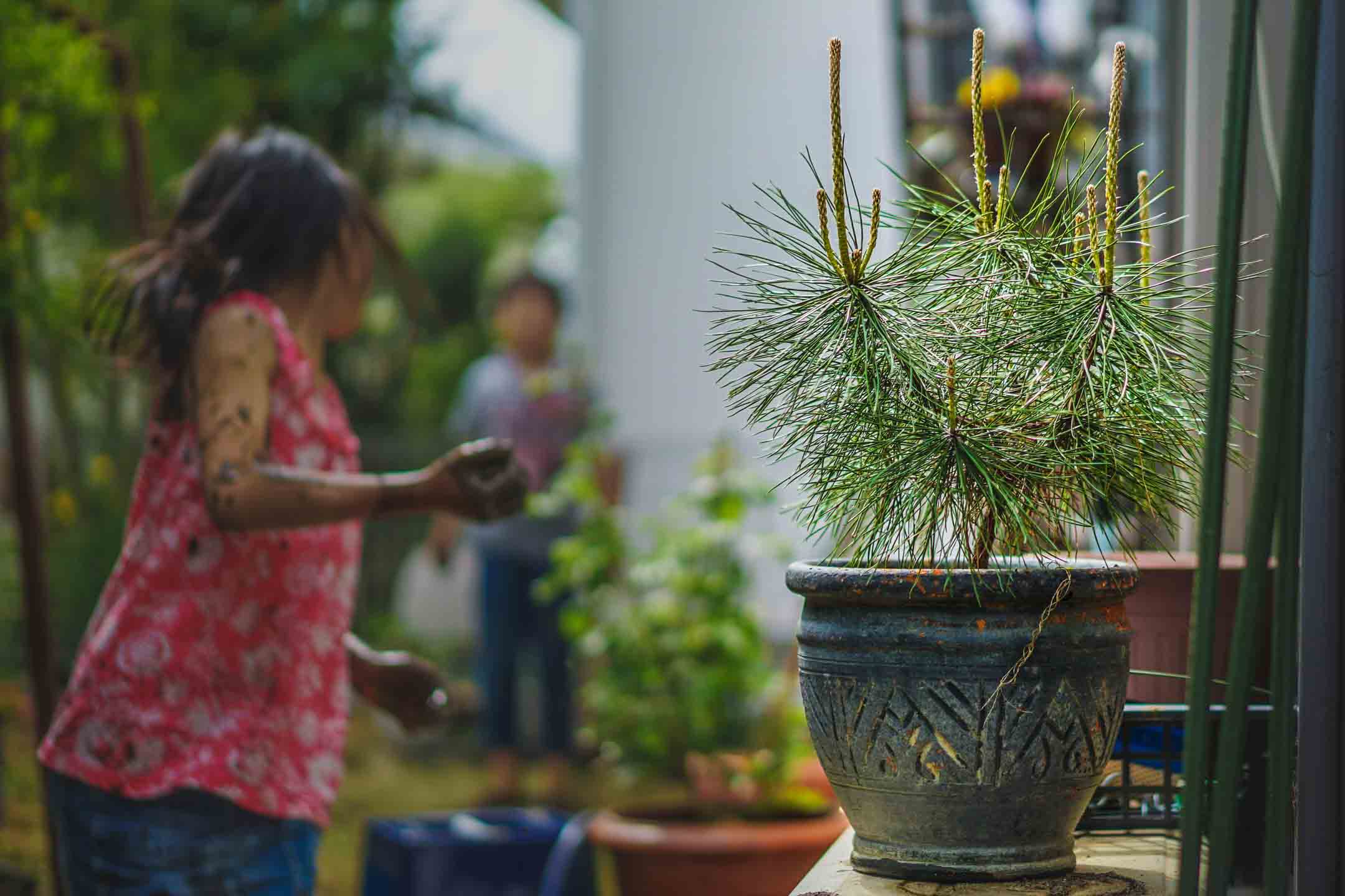 Hogyan kell ápolni egy bonsai fát a szabadban